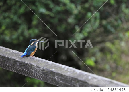 カワセミ カワセミ 24881493