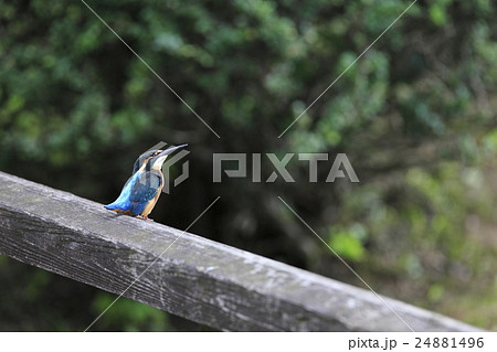 カワセミ 24881496