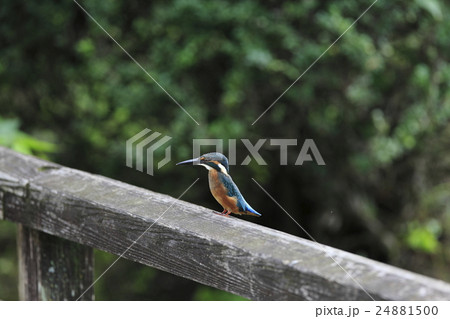カワセミ 24881500