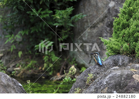 カワセミ カワセミ 24882180