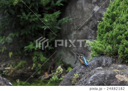 カワセミ 24882182