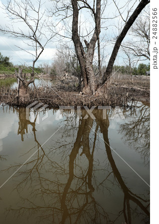 Dry mangrove forest, dried tree Dry mangrove forest, dried tree 24882566