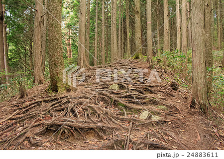 長野県大川入山登山道 長野県大川入山登山道 24883611