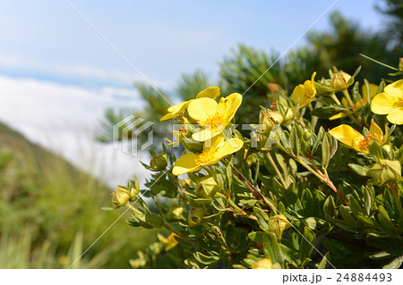 キンロバイ 24884493