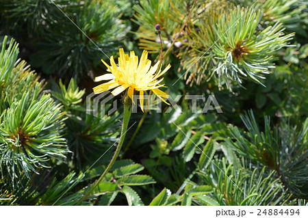 エゾコウゾリナ 24884494