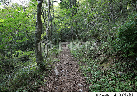 高知県津野町 四国カルスト 天狗高原セラピーロードの写真素材