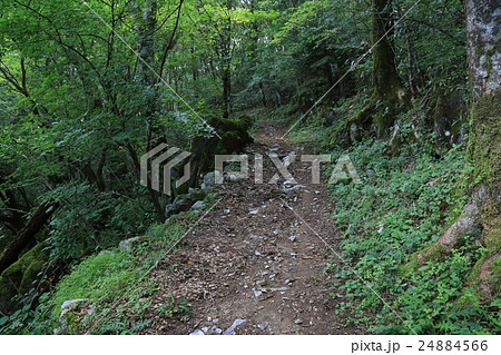 高知県津野町 四国カルスト 天狗高原セラピーロードの写真素材