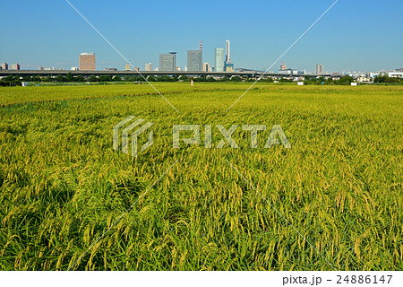 見沼田圃：稲穂とさいたま新都心　上山口新田にて 24886147