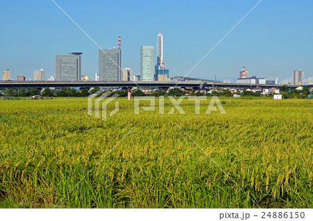 見沼田圃:稲穂とさいたま新都心 上山口新田にて 見沼田圃:稲穂とさいたま新都心 上山口新田にて 24886150