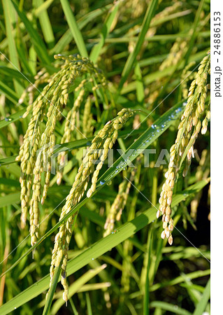 見沼田圃:稲穂 上山口新田にて 見沼田圃:稲穂 上山口新田にて 24886153