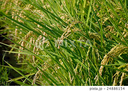 見沼田圃:稲穂 上山口新田にて 見沼田圃:稲穂 上山口新田にて 24886154