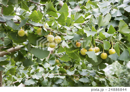 銀杏ギンナン 24886844