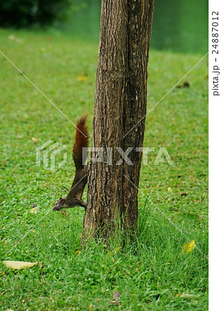 タイ国バンコクのリス（Squirrel in Bangkok, Thailand） 24887012