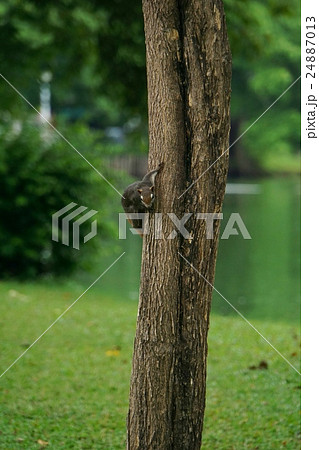 タイ国バンコクのリス（Squirrel in Bangkok, Thailand） 24887013