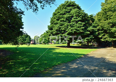 見沼田圃：市民の森 24887363