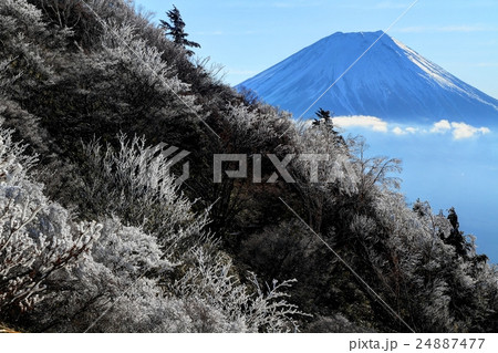 樹氷の毛無山から見る朝の富士山 24887477
