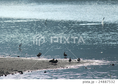 野鳥 野鳥 24887532