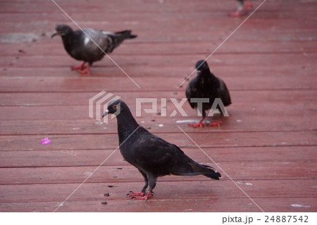 鳩、ハト（Pigeons） 24887542