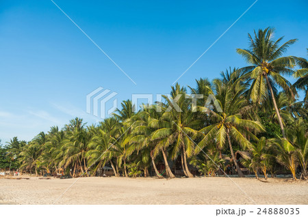 Palms on the beach, Ko Samui island, Thailand 24888035