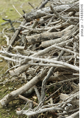 枯れ木 24888046