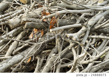 枯れ木 枯れ木 24888073