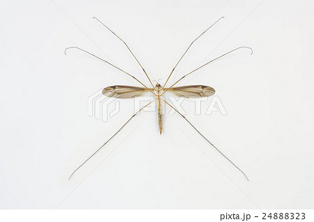 ガガンボ　大型の蚊に似た昆虫　全体裏面 24888323
