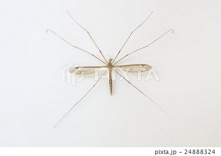 ガガンボ 大型の蚊に似た昆虫 全体表面 ガガンボ 大型の蚊に似た昆虫 全体表面 24888324