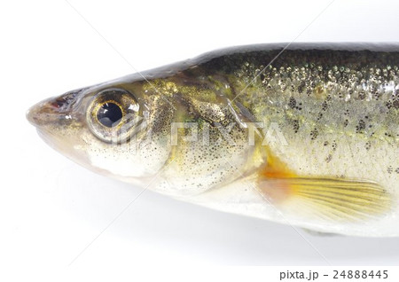 アブラハヤ(あぶらはや) 前部 アブラハヤ(あぶらはや) 前部 24888445