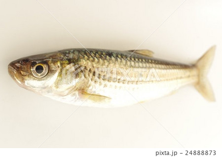 タモロコ(田諸子) 用水路などに居る川魚 俯瞰 タモロコ(田諸子) 用水路などに居る川魚 俯瞰 24888873