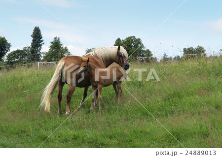 Bay mare with colt 24889013