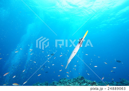 ヘラヤガラと青い海 ヘラヤガラと青い海 24889063