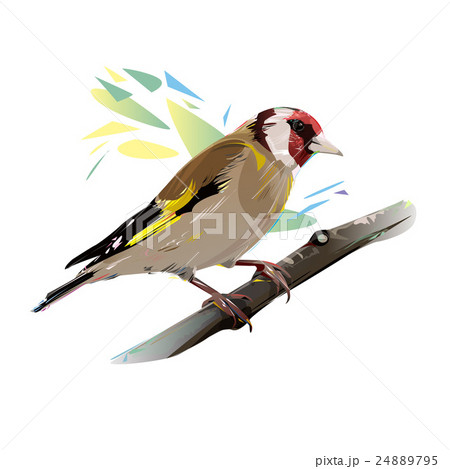 Goldfinch Bird, Vector Illustration 24889795