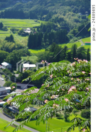 ねむの木 24889895