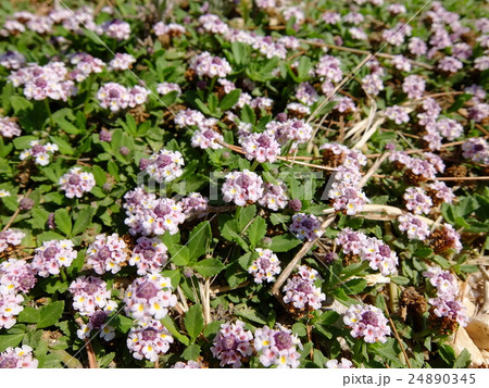 シチリアのイワダレソウ シチリアのイワダレソウ 24890345