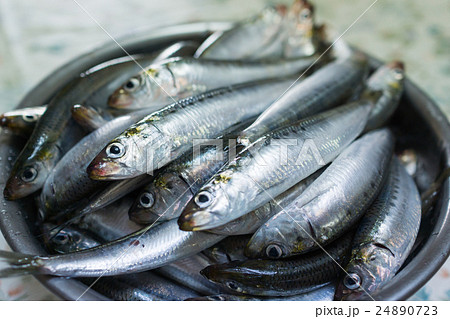 新鮮なイワシ 新鮮なイワシ 24890723