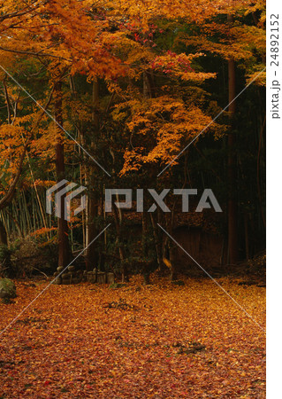 仏閣のもみじ 24892152