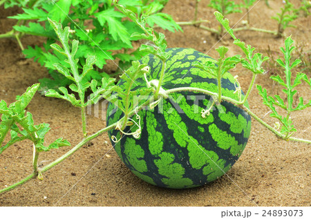 露地スイカ 24893073