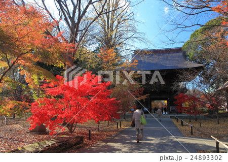 紅葉の九品仏浄真寺(仁王門) 紅葉の九品仏浄真寺(仁王門) 24893302