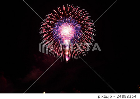 昇り雄花四重芯変化菊 昇り雄花四重芯変化菊 24893354