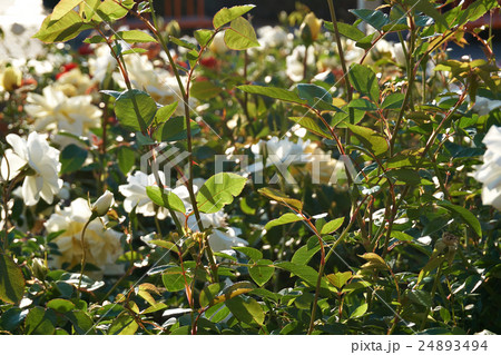 lot of beautiful white tulips on the flower-bed lot of beautiful white tulips on the flower-bed 24893494