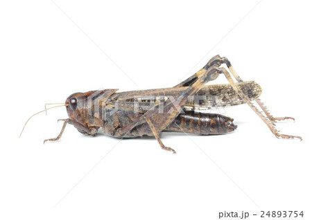 クルマバッタモドキ　横 24893754