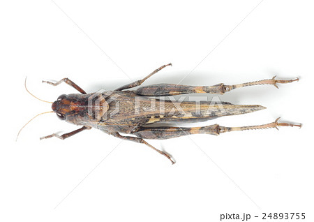 クルマバッタモドキ　上面横 24893755