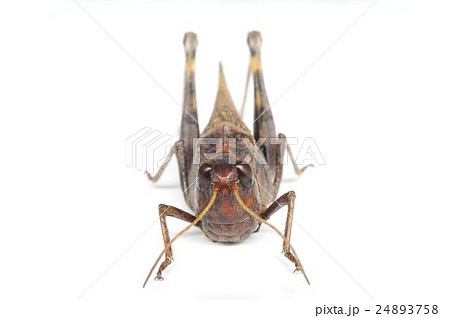 クルマバッタモドキ　正面横 24893758