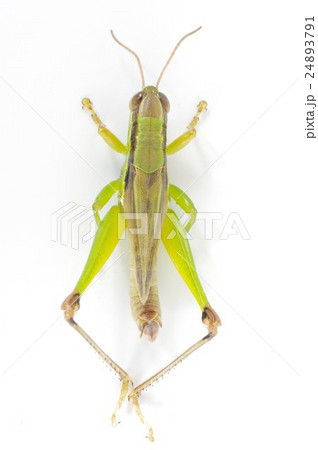 よくみられる一般的なイナゴ　コバネイナゴ（小翅稲子）　上面縦 24893791