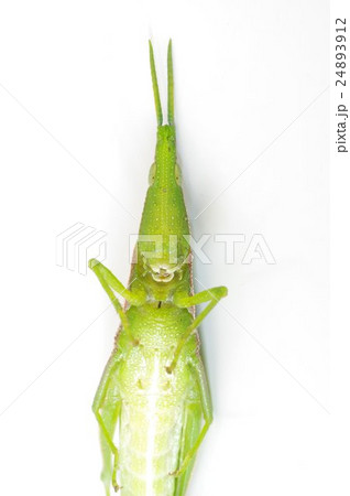 オンブバッタ　腹面頭部 24893912