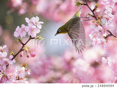 メジロと桜の写真素材
