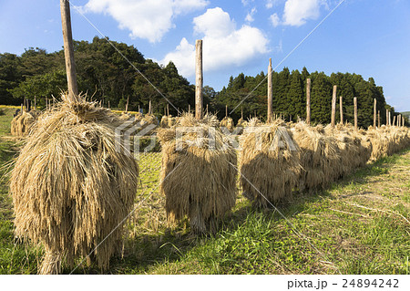 ほんにょ ほんにょ 24894242