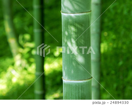 八女市　竹林の夏 24894330