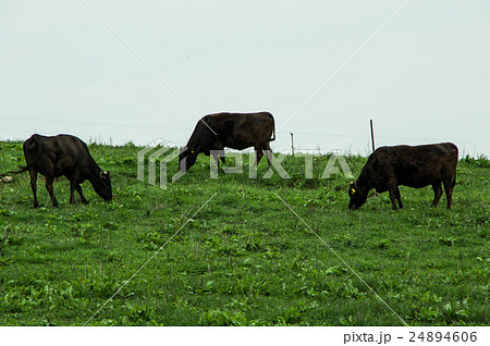 牛の放牧 24894606