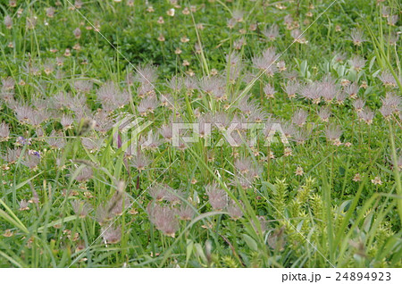 知床連山・チングルマの花が終わったカザグルマ 24894923